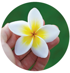 Plumeria flower